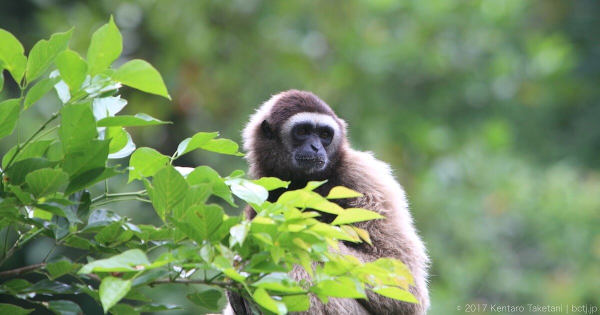 スマトラ島 ボルネオ島 動物